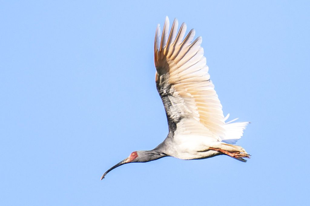 A wild <em>toki</em> soaring above Sado Island.