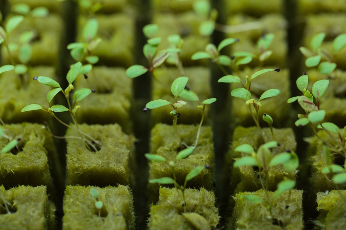 Red Veined Sorrel Seedlings being grown in Rock Wool Cubes.