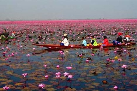 The Lotus Lake by boat.
