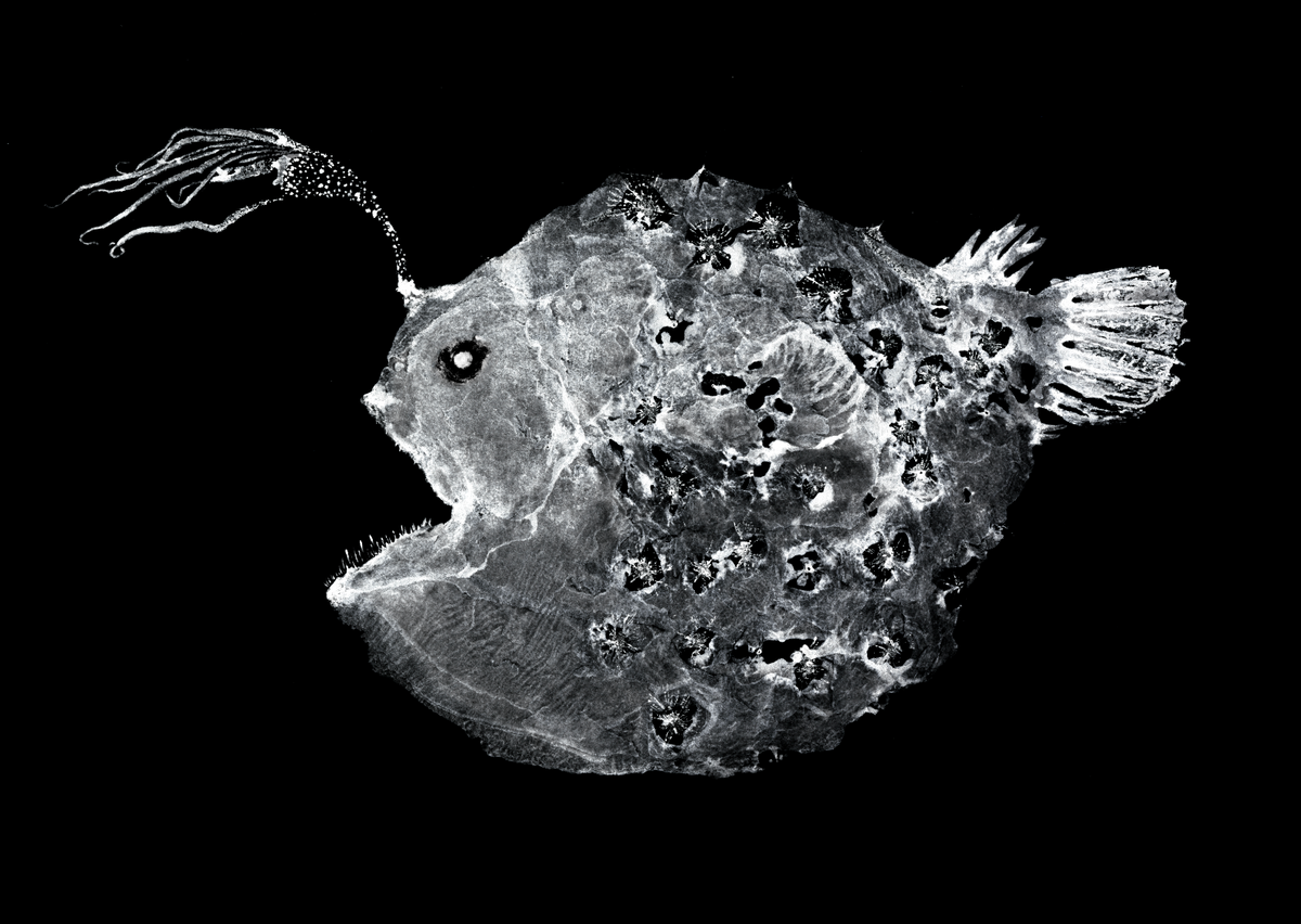Prieš išsaugant Ramiojo vandenyno futbolo žuvį, menininkas Dwightas Hwangas sukūrė tradicinį japonų žuvies atspaudą iš neįprastai nepažeisto egzemplioriaus.