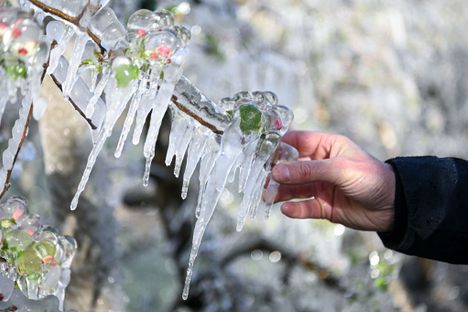 Apple blossoms peeking out of the ice.