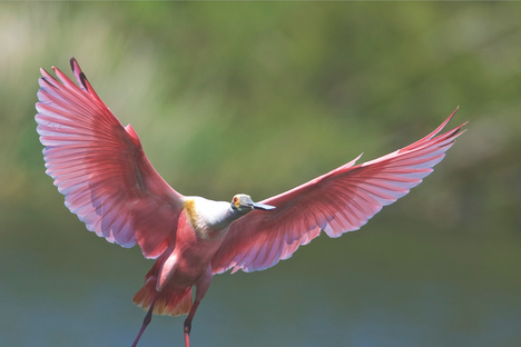 At Sea Rim State Park, These Once-Endangered Birds Are the Star