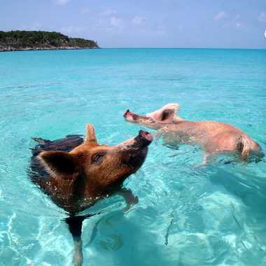 Swimming pigs.