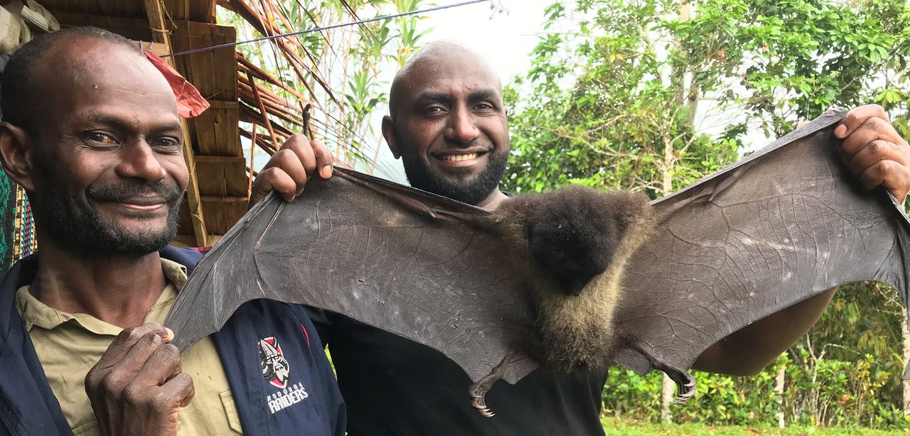 Junior Novera (right), a conservation scientist, is working with his community in Papua New Guinea to protect imperiled Bougainville monkey-faced bats and other local species.