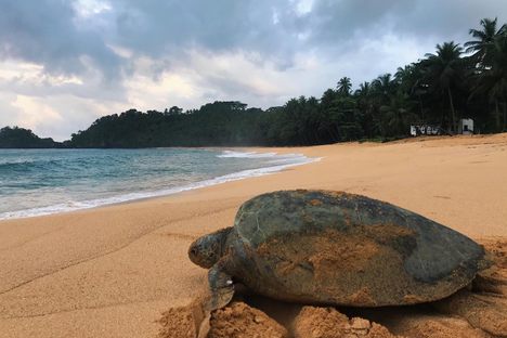The endangered sea turtles of São Tomé now have the island's biggest pop star on their side.
