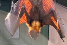 Malayan Flying Fox