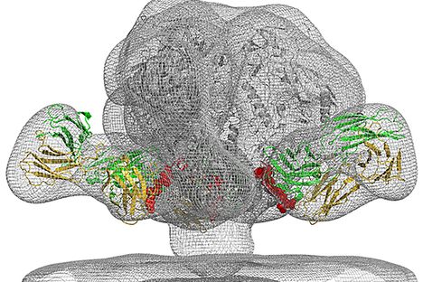 Scientists Just Discovered a New Vulnerability in HIV