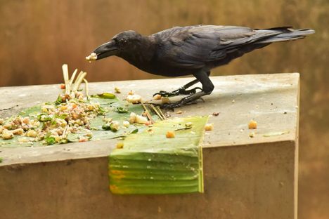 A crow feeds on a family's offering of boiled rice, ghee, jaggery, fruits, and vegetables. 
