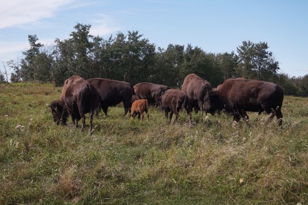 Bison group with young calf.
