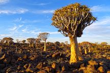 Quiver Tree Forest.