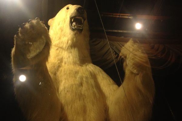 The Gigantic Polar Bear