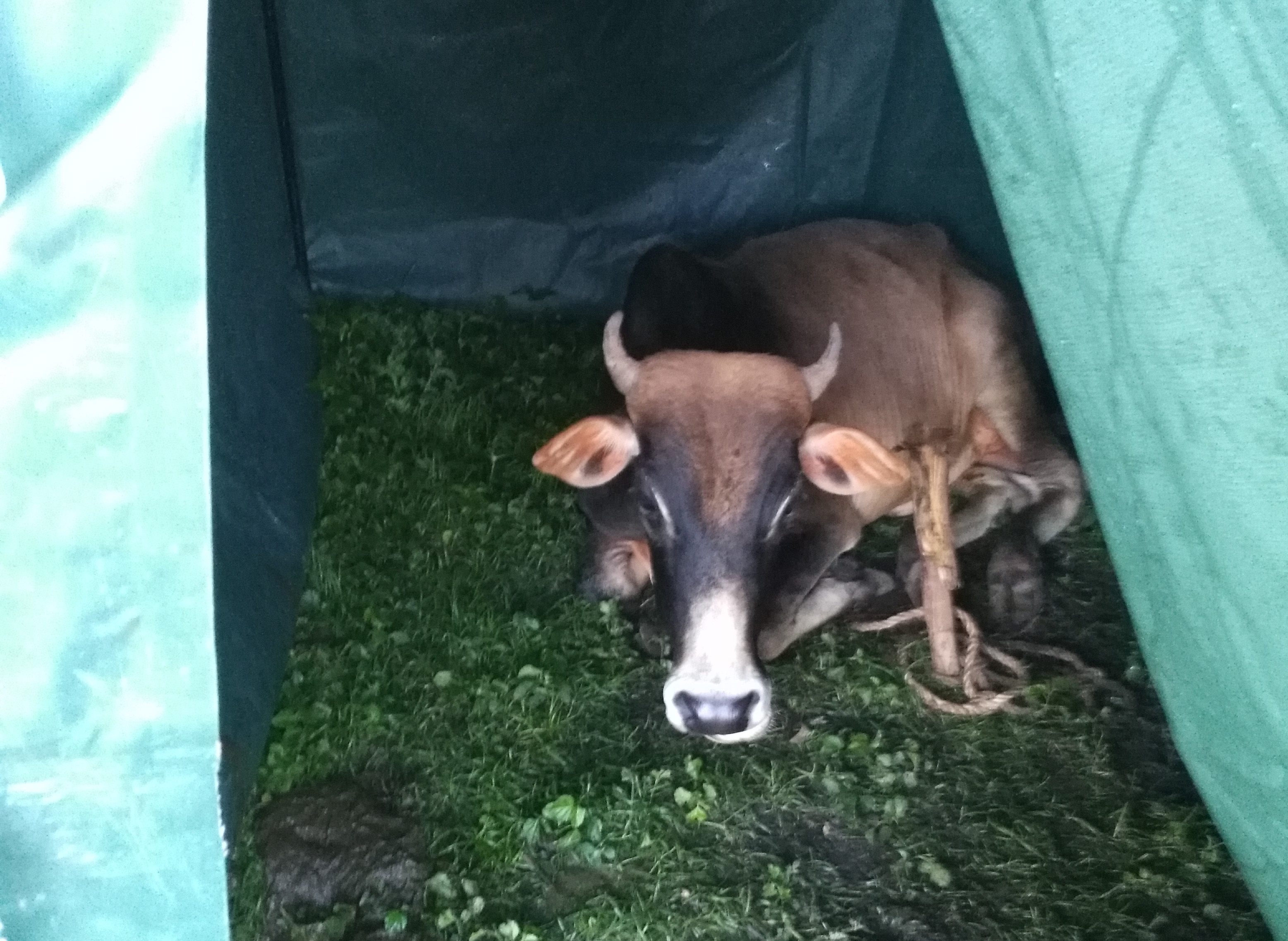This cow was the bait for the decoy, but was kept at a distance from the trap.