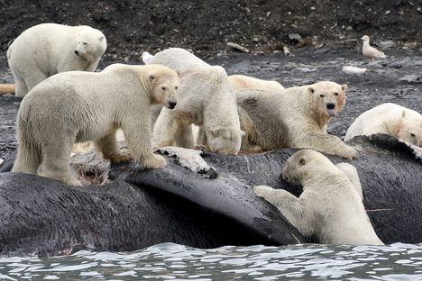 Polar bears dine on a bowhead whale carcass on Wrangel Island, Russia. 