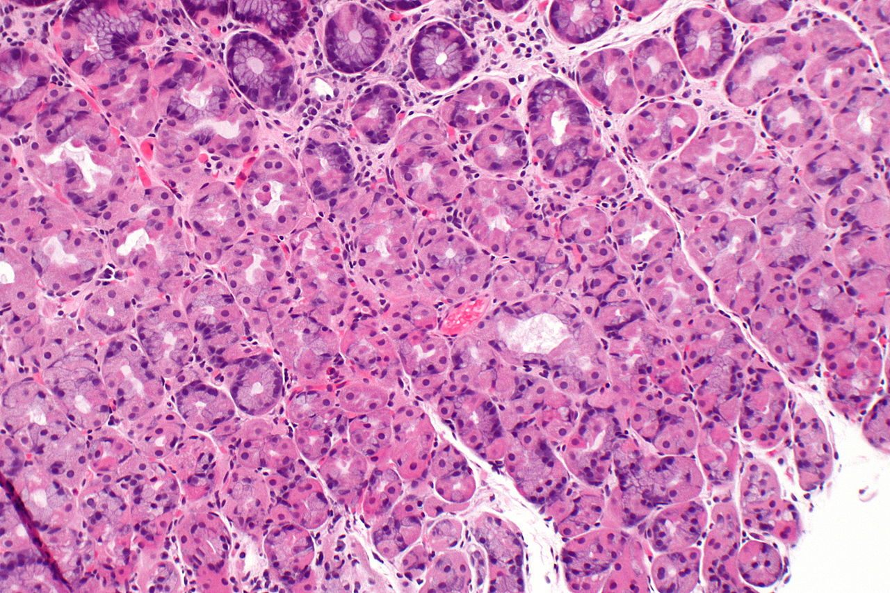 Stomach cells are just one of about 170 different types found in the human body.