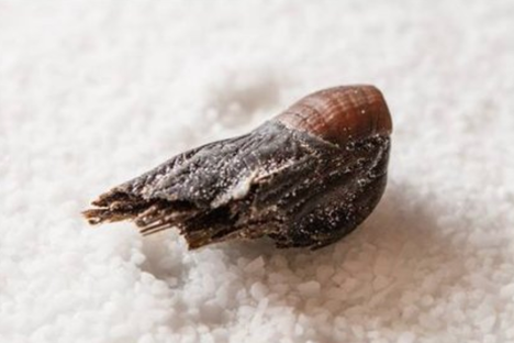 The Stolen Human Toe Used to Make Cocktails Has Been Returned