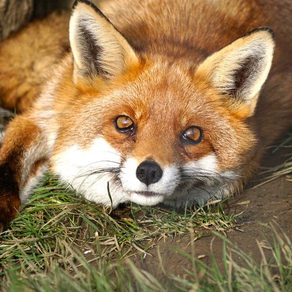 domestic red foxes