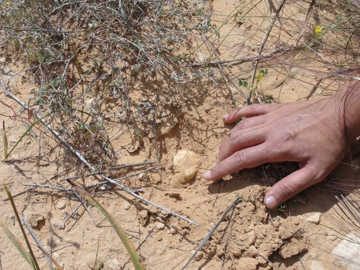 Finding desert truffles out in the wild is getting increasingly difficult.
