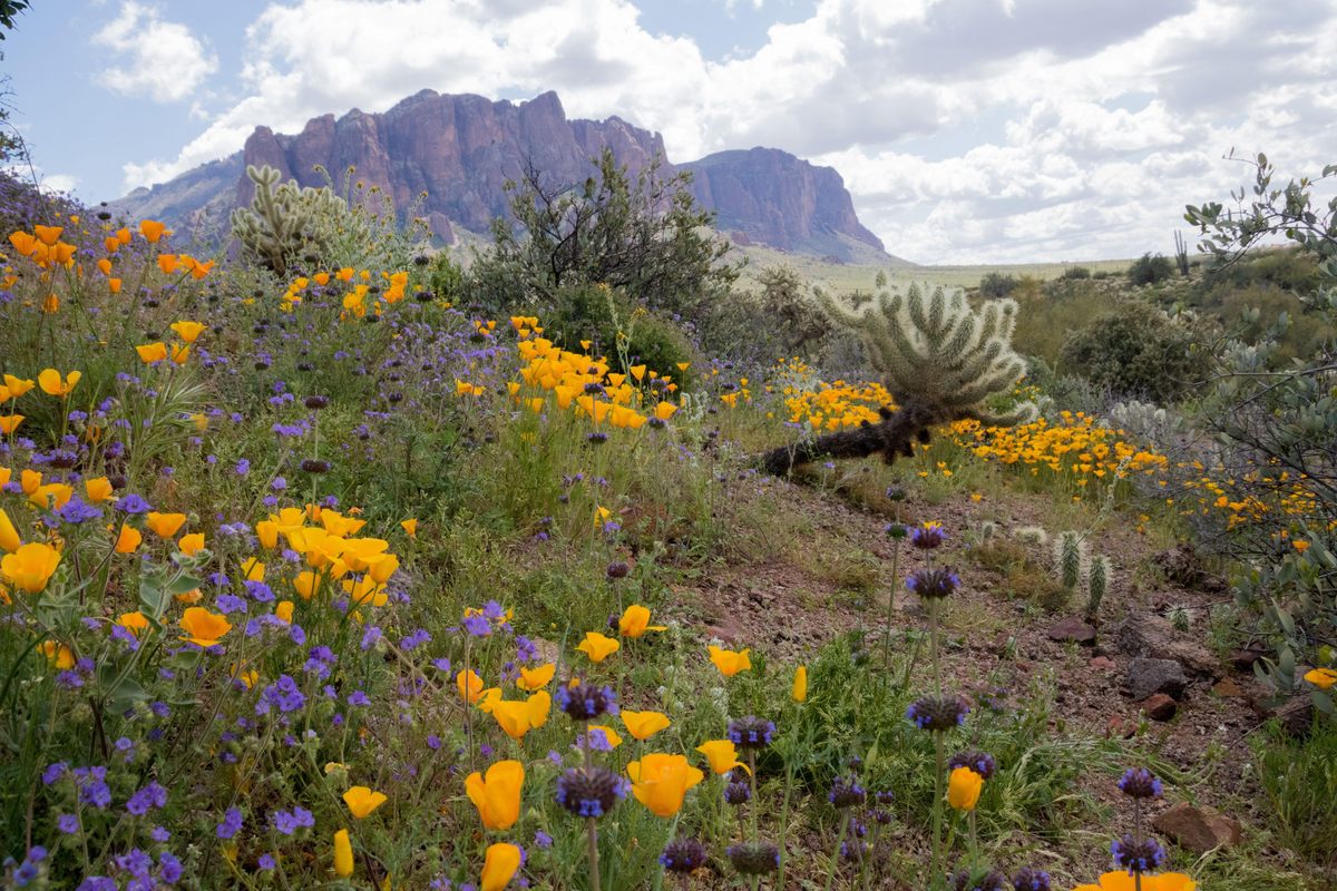 Purple and yellow wildflowers bloom in front of Arizona’s Superstition Mountains. According to legend, an 1840s gold mine, known as the “Lost Dutchman's Mine,” is hidden somewhere in the mountains. But all who have tried to find it have left empty-handed; the most unlucky treasure seekers have even faced injuries or death. 