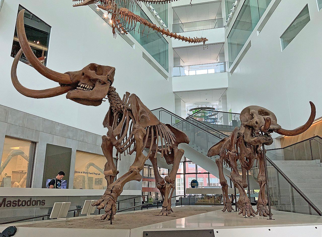 A mounted male (left) and female American mammoth at the University of Michigan Museum of Natural History. Both date to around 11,000 years ago.