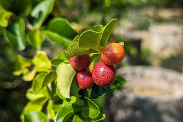 Miracle berries! 