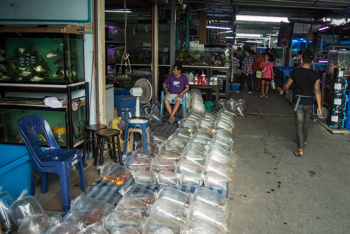  Larger sellers lay out wholesale quantities of fish in bags to await buyers.