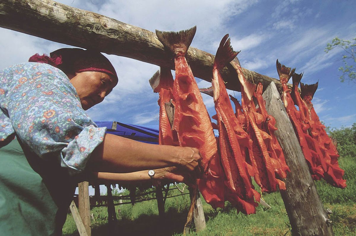 Vera Spein at her fish camp near the Yup’ik village of Kwethluk, hanging subsistence-caught king salmon to dry. photographed around 2004, this process goes back thousands of years.