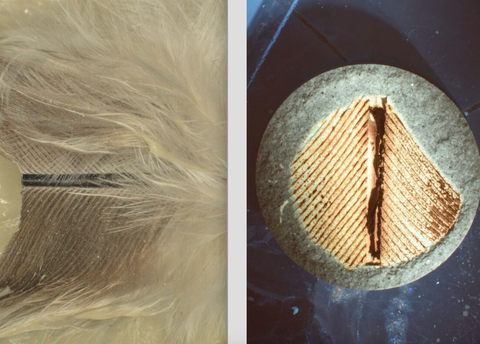 A feather, before and after DIY fossilization.