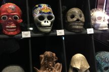 观赏头骨显示在博物馆