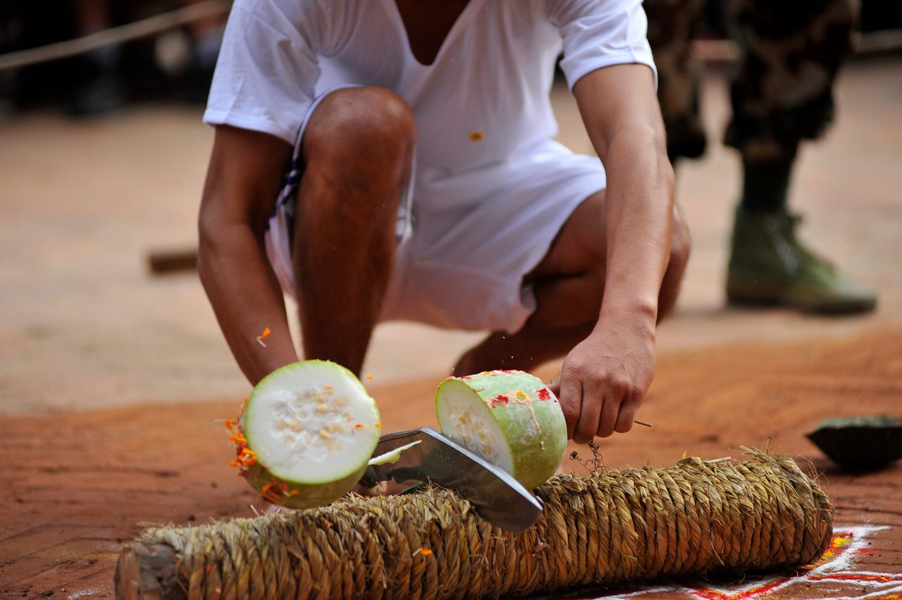 A Nepalese devotee cuts a melon on the ninth day of Dashain in Nepal.