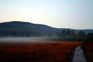 Cranberry Glades Botanical Area in the fog.
