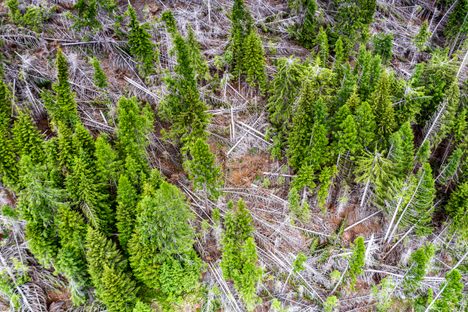 The storm known as Vaia felled millions of trees in the Alpine region of Italy in 2018. 