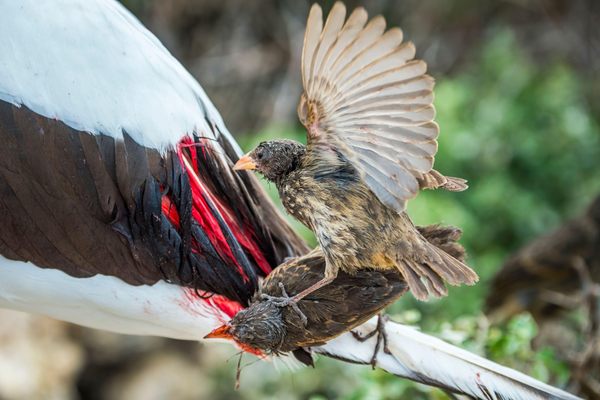 Vampire finches feed on a Nazca booby on Wolf Island.
