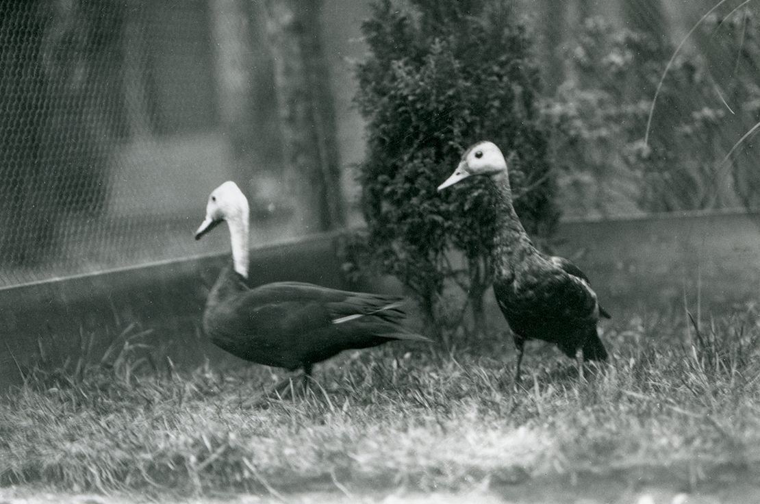 David Seth-Smith's 1926 shot of a pair of pink-headed ducks in captivity—one of the only known photographs of the species.