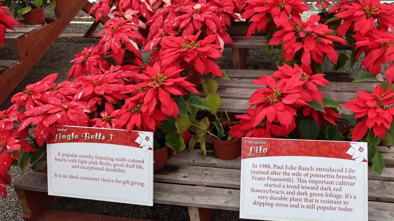 Poinsettias are America's most popular potted plant.