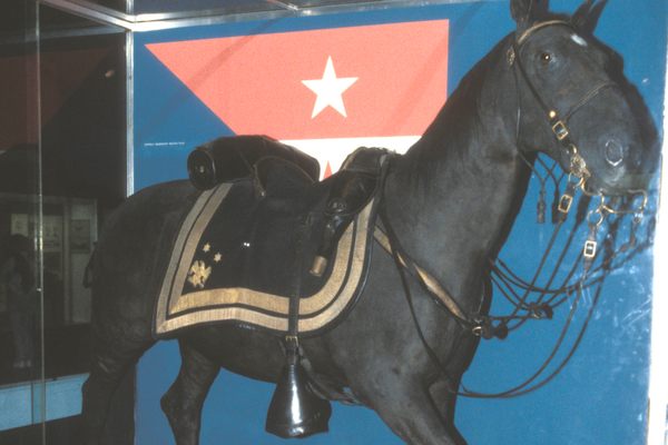 Sheridan’s horse at the National Museum of History.