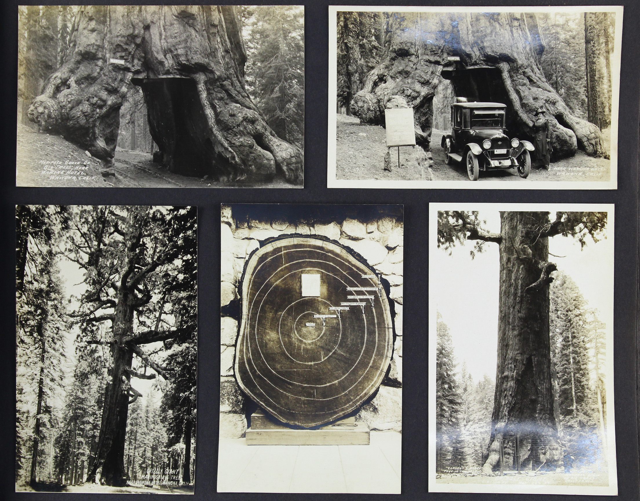 The album features 289 photographs of giant trees, dead and alive.