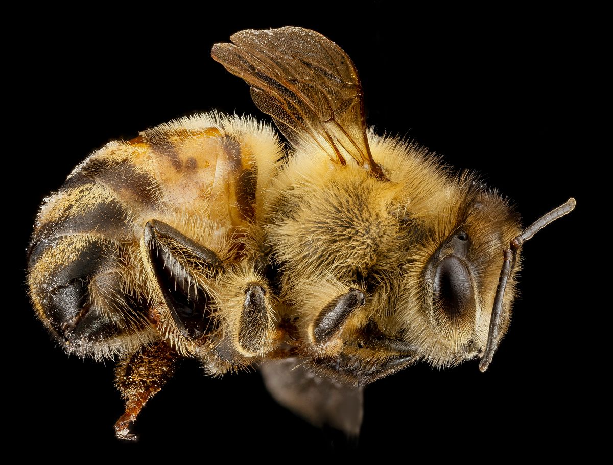 What Is It Like to Be a Bee? - Atlas Obscura