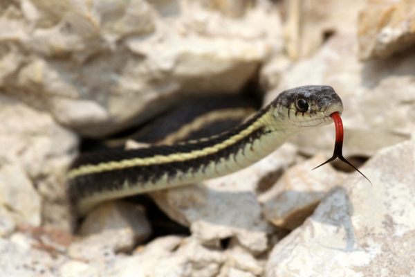 A red-sided garter snake