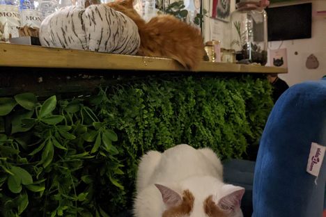 Cat Caffe Zagreb
