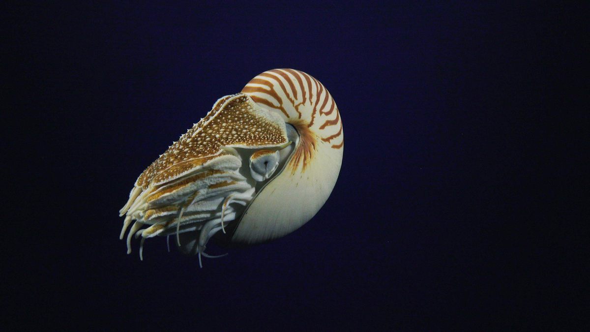A living relic of ancestors that predate the dinosaurs, chambered nautiluses are buoyed by a shell that delicately balances the volume and density of the fluid in its chambers. These cephalopods dwell in lower depths and migrate hundreds of feet upward to hunt, using up to 90 retractable tentacles.