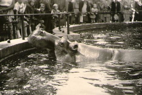 A photograph of Knautschke in life taken in 1952