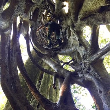 El Arbol Hueco.