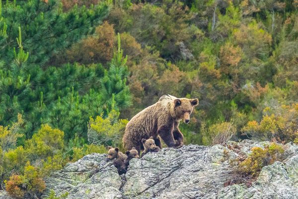 A mother brown bear and her cubs in the Cantabrian mountains.