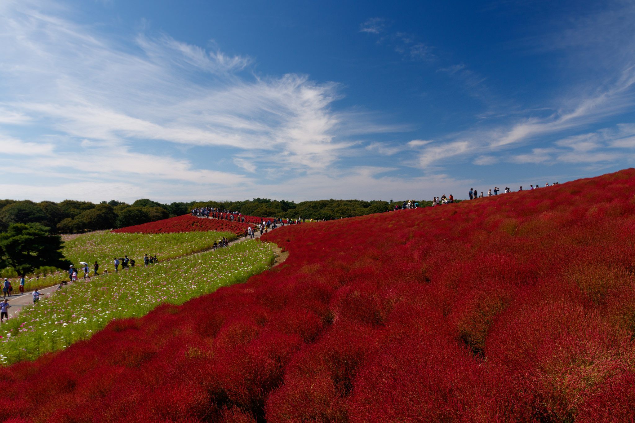 Fall colors at Hitachi Seaside Park.