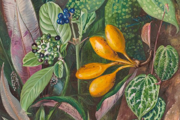 A detail of a plant with blue berries, from Marianne North's 1876 painting Curious Plants from the Forest of Matang, Sarawak, Borneo.