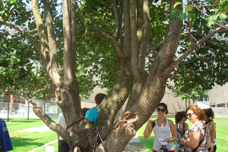 The 'Survivor Tree' is the only living thing to come out of the 9/11 rubble
