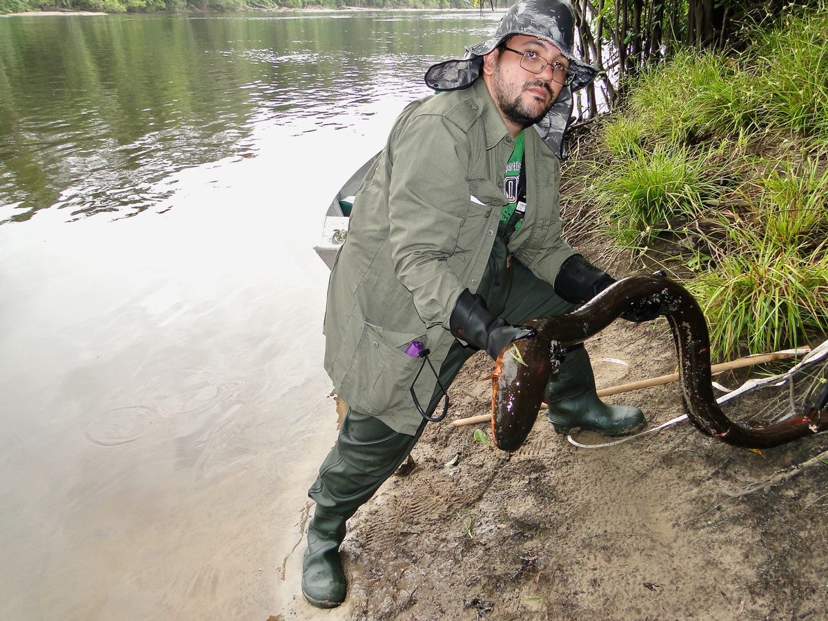 Nonato Mendes, nicknamed "the electric eel whisperer" by peers, has devoted his career to understanding the fascinating fish.