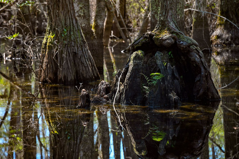 Some of Sandy Island’s wetlands. 