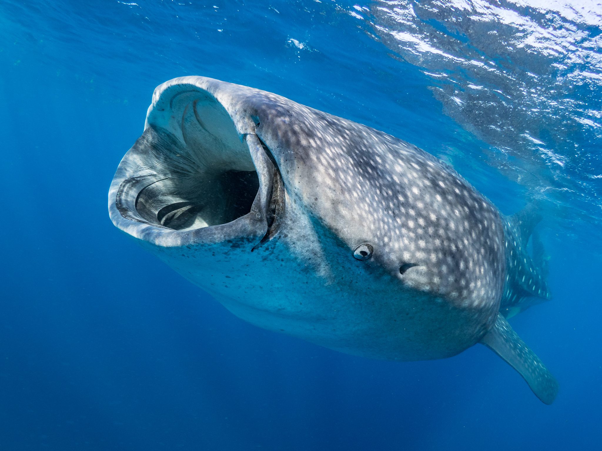 Once in a Lifetime' Whale Shark Sighting Off the Coast of San