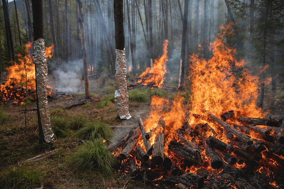 Slash piles burning in Glacier National Park. Proactive burns help reduce sources of fuel that contribute to wildfire spread.